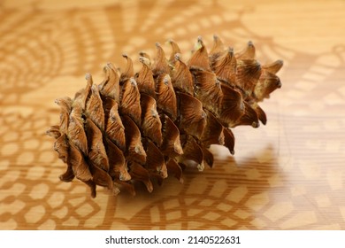 pine nut cone cedar nuts are a useful natural product