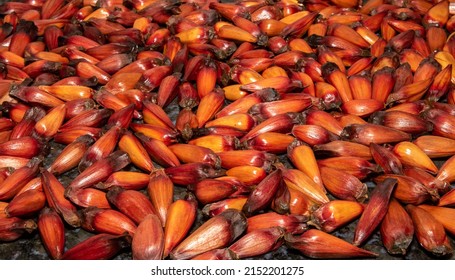 Pine Nuts Of The Araucaria Angustifolia Spread On The Table In Selective Focus . Paraná Pine Tree Fruits