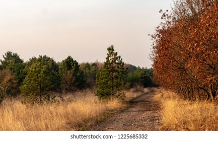 Pine and oak forest border
