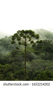 Paraná Pine On The Morning Mist Of The Atlantic Forest