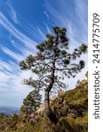 Pine (Pinus vulgaris) swept by the east wind in the Picacho, Alcala de los Gazules, Cadiz, Spain