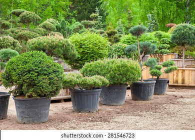 Pine in pots and bonsai garden plants on tree farm - Powered by Shutterstock