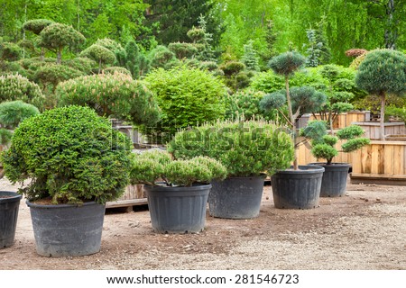 Pine in pots and bonsai garden plants on tree farm