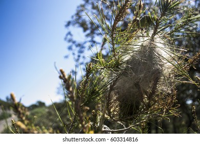 Pine Processionary