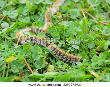 pine processionary caterpillar in the green grass (green lawn) in the flock close up (macro) - (thaumetopoea pityocampa)