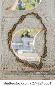Pine processionary caterpillars trapped in an endless circular procession, photographed in Sagunto, Valencia, Spain.