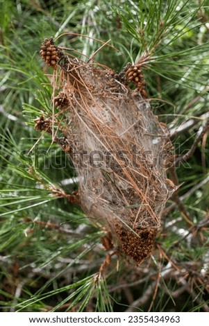 Pine processionary larva nest- caterpillar cocoon on a pine tree.