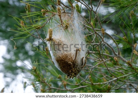 Pine Processionary Nest on Pine Tree Branch, Forest Pest Infestation
