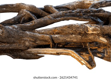 Pine roots on dead tree isolated on white with background. It is old pine on beach Thailand.