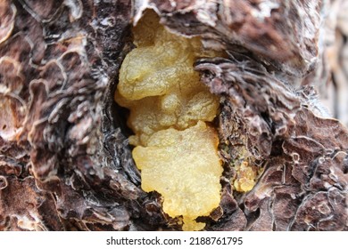 Pine Sap In East Flats Woods