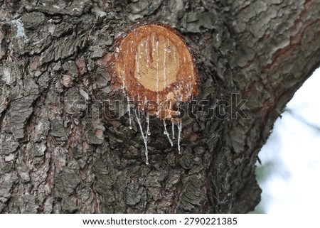 Pine sap from an Eastern White Pine Tree