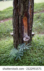 Pine Sap Harvesting At A Pine Forest