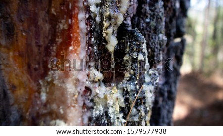Pine sap is the main ingredient in making turpentine and other chemicals