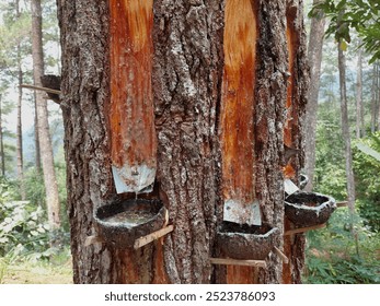 Pine sap obtained from pine tree trunks after incisions or wounds are made on the bark