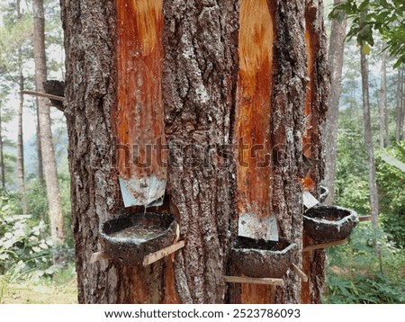 Pine sap obtained from pine tree trunks after incisions or wounds are made on the bark