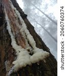 Pine sap is one of the non-timber forest products obtained by tapping pine tree trunks