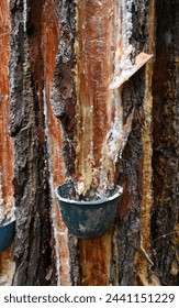 Pine sap tapping on pine tree. The process to obtain pine sap for producing resin, turpentine and other raw materials for industries such as paper, plastic, soap, adhesive, and cosmetics.