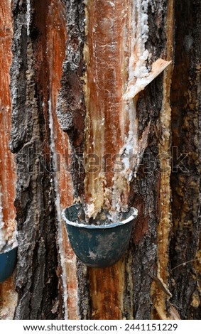 Pine sap tapping on pine tree. The process to obtain pine sap for producing resin, turpentine and other raw materials for industries such as paper, plastic, soap, adhesive, and cosmetics.