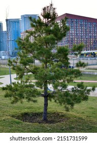 A Pine Sapling In A City Park