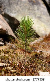 6,054 Pine Tree Sapling Images, Stock Photos & Vectors | Shutterstock