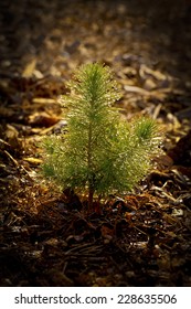 Pine Seedling In Forest