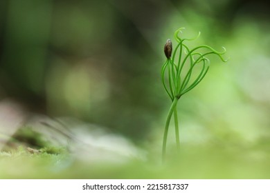 Pine Seedling Sprout From The Forest Ground