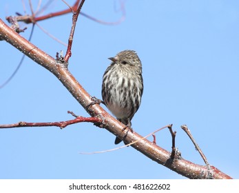 Pine Siskin 