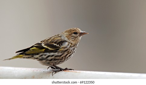 Pine Siskin