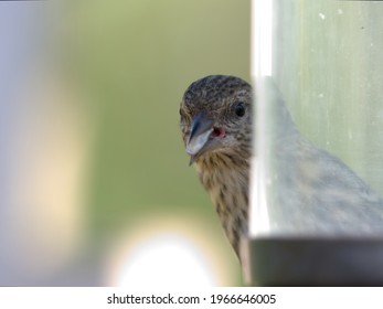 A Pine Siskin At A Bird Feeder