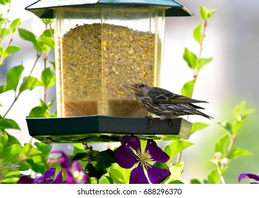 Pine Siskin Bird At Feeder