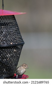 Pine Siskin At A Bird Feeder In New York