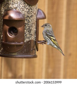 Pine Siskin Bird On Feeder 