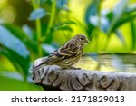 Pine Siskin bird perched on edge of birdbath with colorful foliage in background