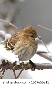 A Pine Siskin Finds An Exposed Perch During A Colorado Snowstorm.