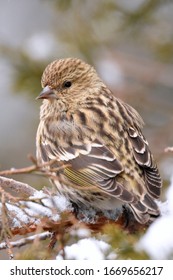 A Pine Siskin Finds An Exposed Perch During A Colorado Snowstorm.