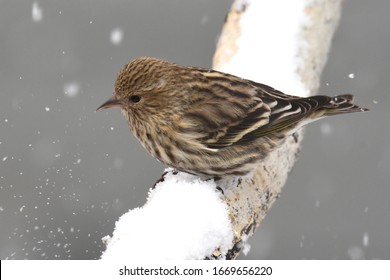 A Pine Siskin Finds An Exposed Perch During A Colorado Snowstorm.