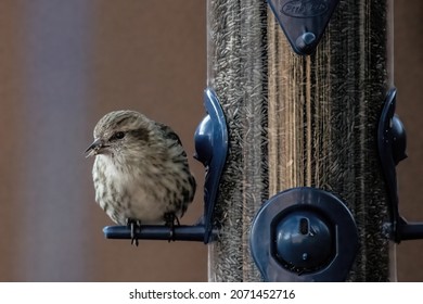 Pine siskin perched on a backyard thistle feeder on an autumn day.