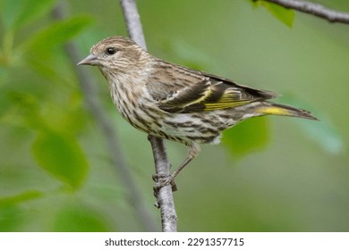 Pine Siskin perched on a branch
