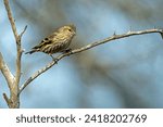 Pine Siskin perched on tree branch