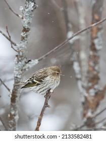 A Pine Siskin (Spinus pinus) in a forest in Algonquin Park in winter