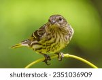 A Pine Siskin (Spinus pinus) perched on a branch