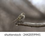 Pine Siskin (spinus pinus) perched at the end of a branch