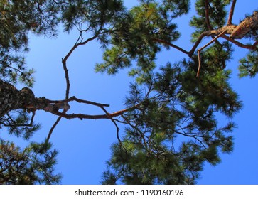 pine and sky