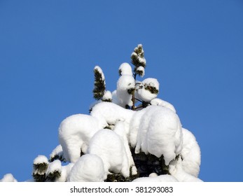 Pine in the snow.