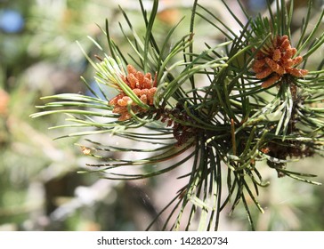 pine sprig - Shutterstock ID 142820734