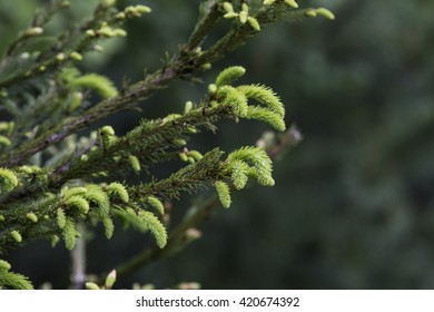 Pine sprout