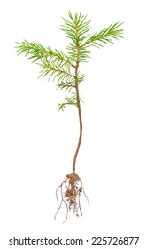 pine sprout with root on white background