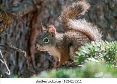 Pine Squirrel flicks tail while high up in a tree