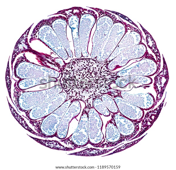 松のストロビル 顕微鏡下で切断された断面 植物学教育用植物細胞の顕微鏡観察 の写真素材 今すぐ編集