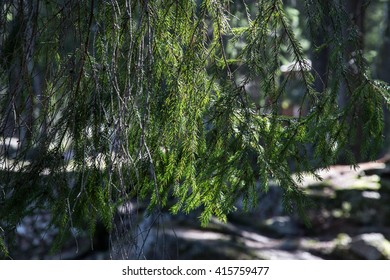 Pine tree 